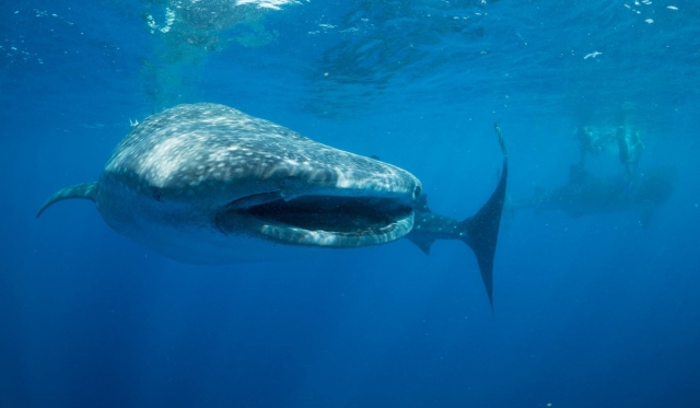 Conociendo esta gran especie 