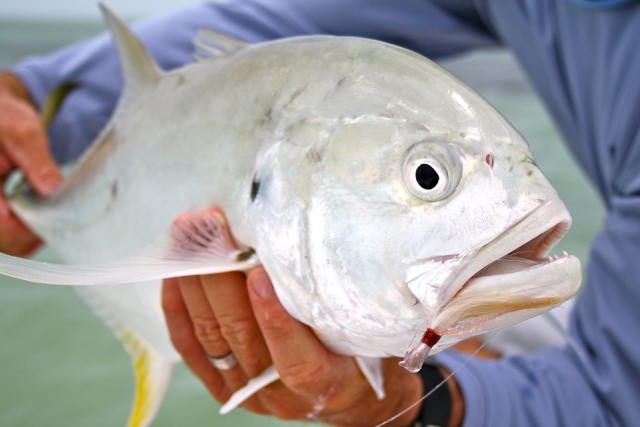 Pesces de diferentes tamanos 