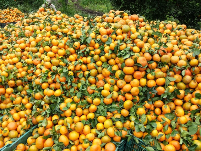 Cultivamos naranja organica