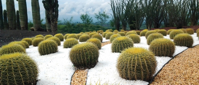 Jardin de cactaceas 