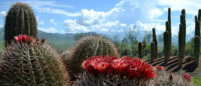 Conoce los jardines 