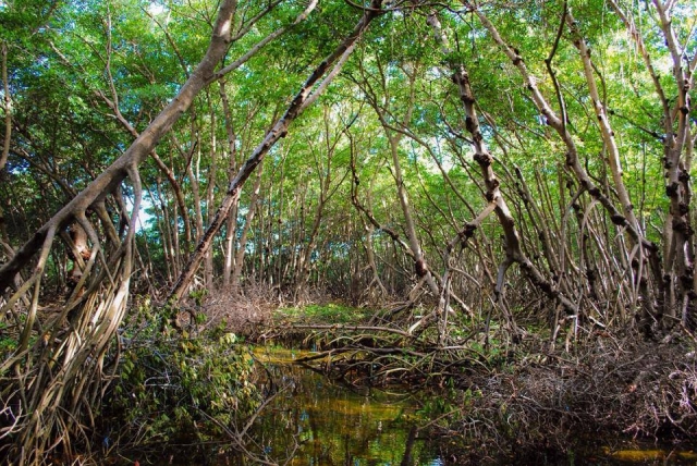Manglar en campeche 