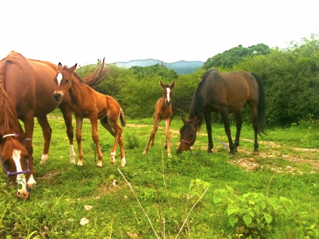 Conoce nuestros caballos 