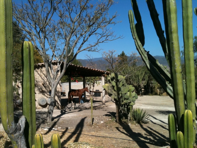 Camina por el rancho 