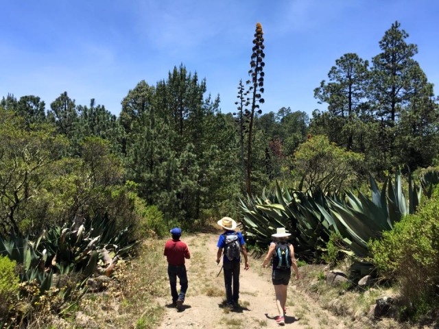 Camina por los valles de oaxaca 