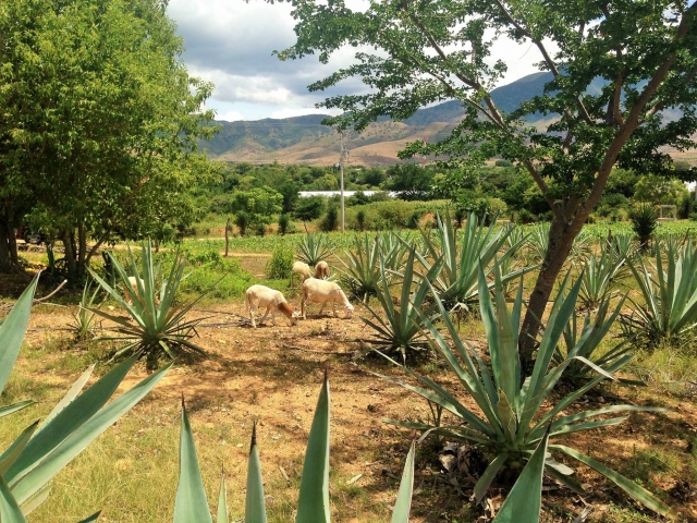 Descubre cada rincon de oaxaca 