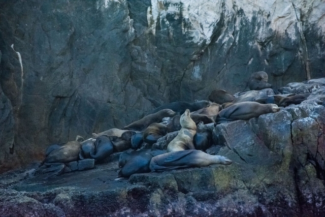 Reservas de los lobos marinos 