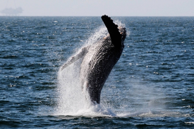 Ballena gris de visita en el mar de cortez