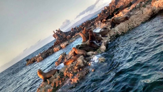 Visita a la reservas de los lobos marinos 