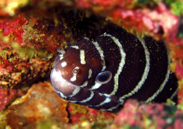 Descubre el mundo marino 