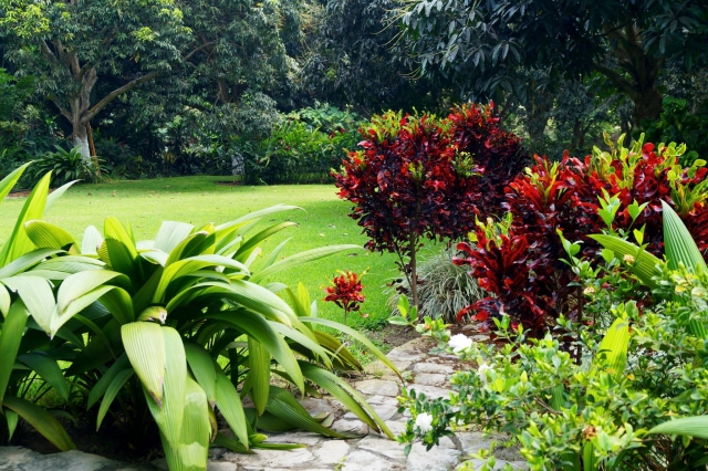 Jardin y alrededoternera 