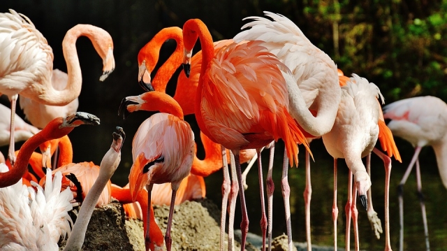 Conoce los flamingos 