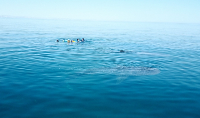 Snorkel 