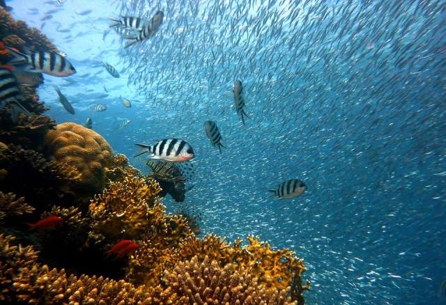 Peces de rayas 