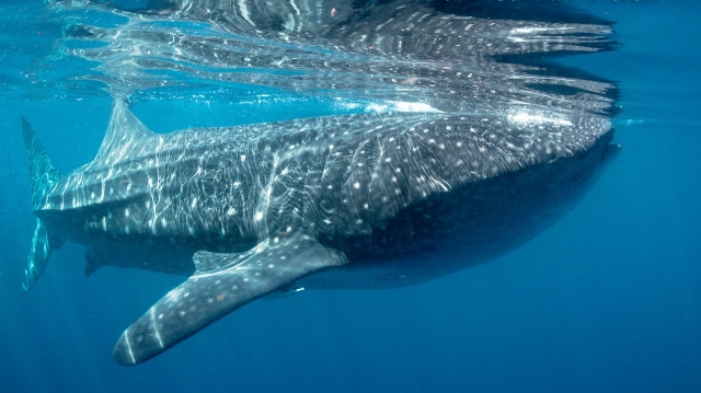 Conociendo al tiburon ballena 