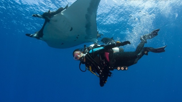 Preparate para ver a las mantarayas 