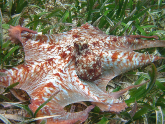 Pulpo 