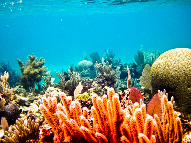 Arrecifes espectaculaternera 