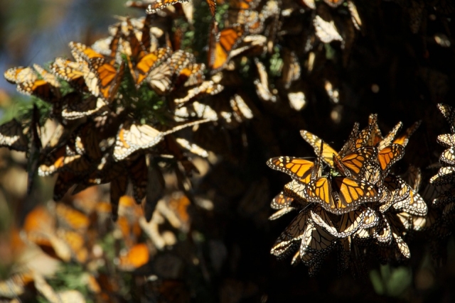 Santuario mariposas monarca