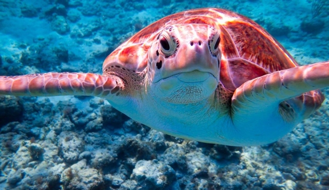 Las tortugas de visita 