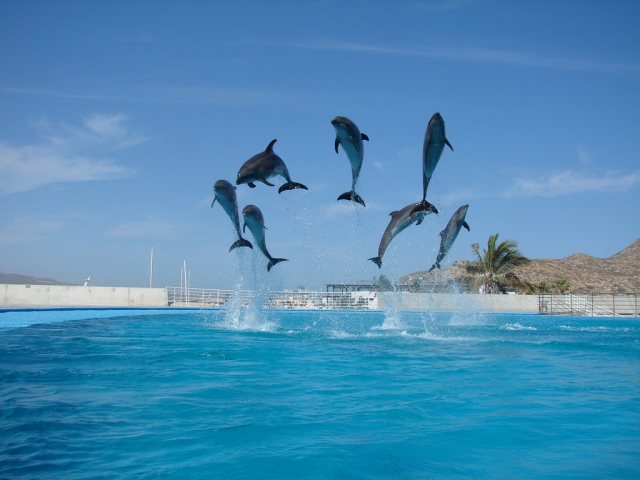 Espectáculo con delfines