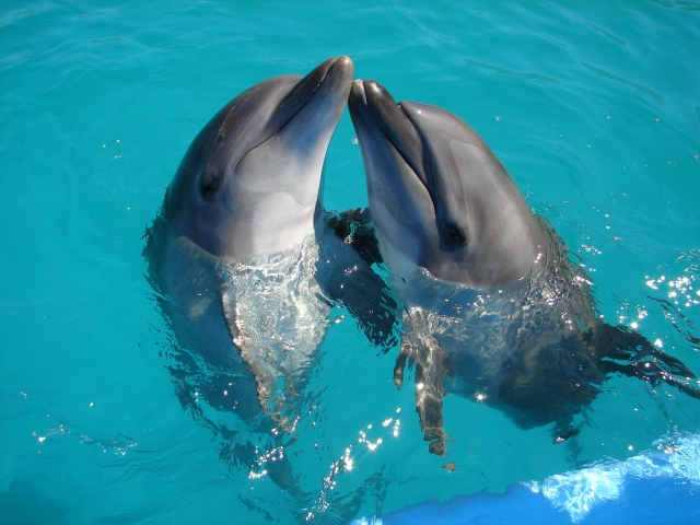 Nado con delfines