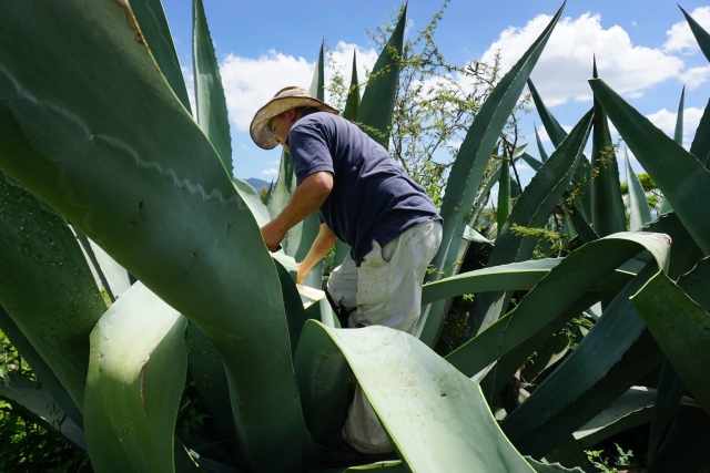Probando el agua miel 