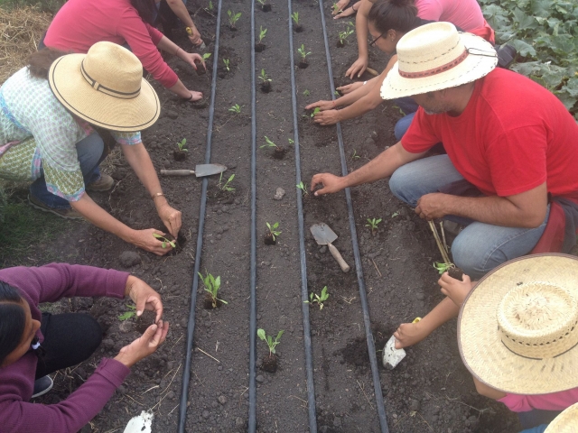 Cultivando 