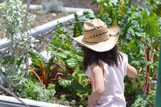 Aprendiendo a cultivar 