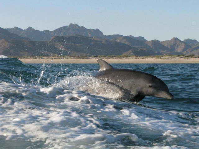 Descubriendo el golfo de california 