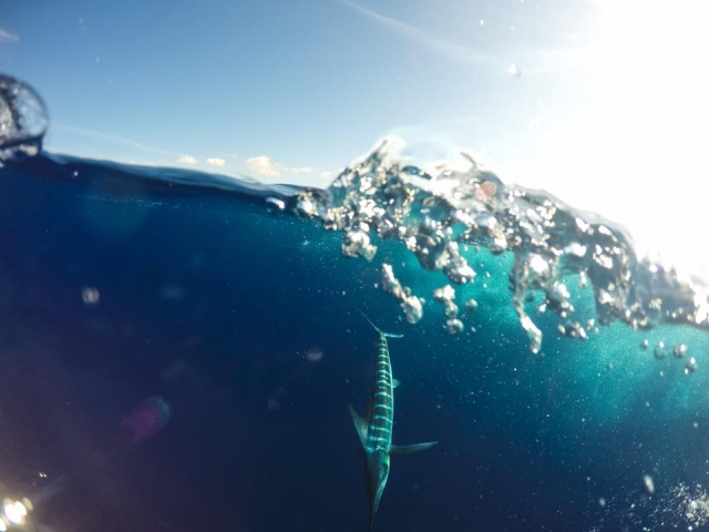 Pez espada a la vista