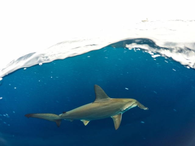 Tiburón martillo en snorkel