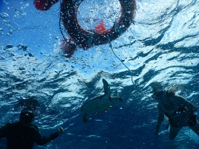 Viendo una tortuga marina