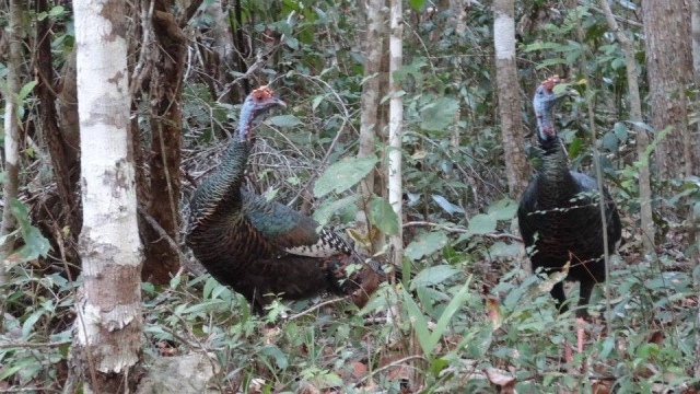 Los animales de la zona