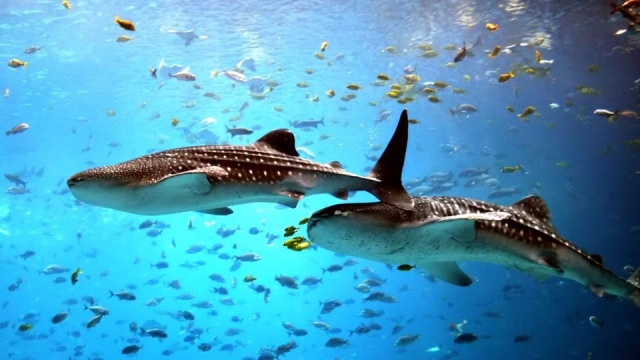 Tiburón ballena con las remoras