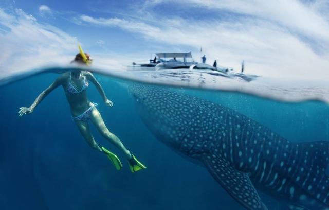 Haz snorkel con tiburones ballena