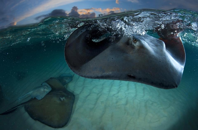 Mira las mantarrayas
