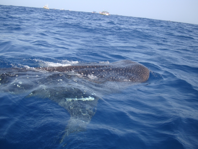Conoce el tiburon ballena 