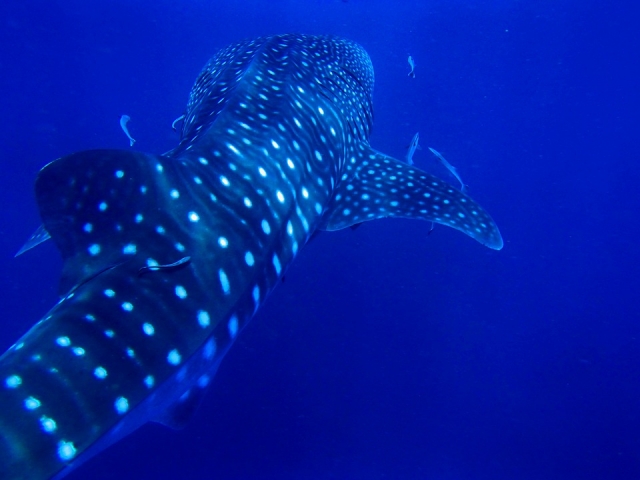 Nadando con el tiburon ballena 