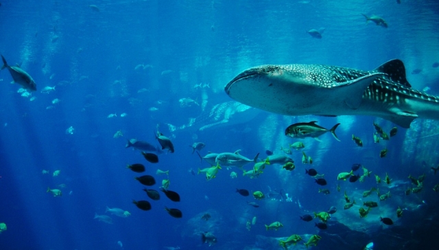 Peces del paraiso 