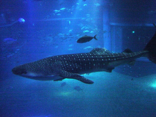 De vista con el tiburon ballena 