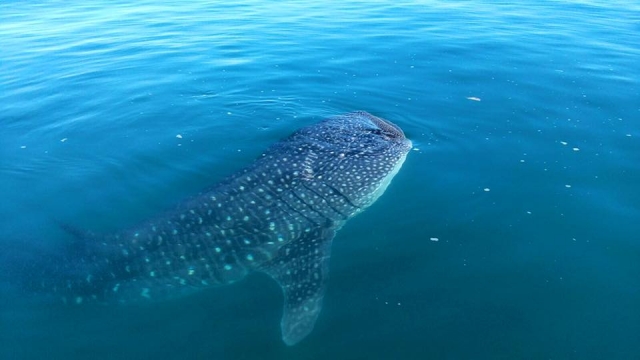 Descubre nuevas especies marinas 