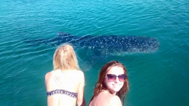 Visita guiada con el tiburon ballena 