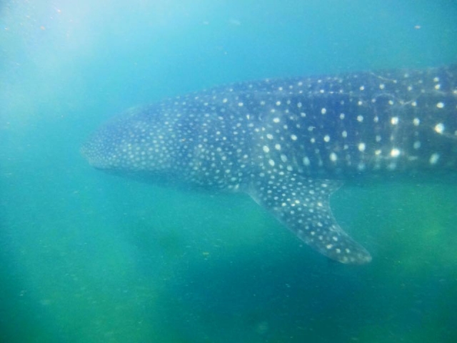 nadando con el tiburon ballena