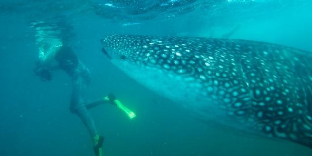Nado con el tiburon ballena