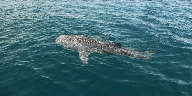 Pierde el miedo y salta al agua