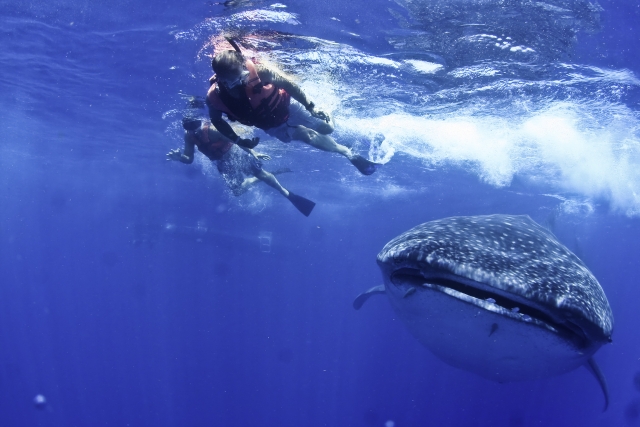Nada con el tiburon ballena