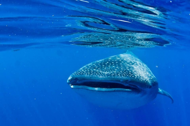 La inmensidad del tiburón ballena