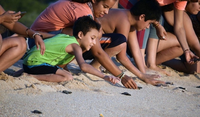 Playa de la liberación de la tortuga