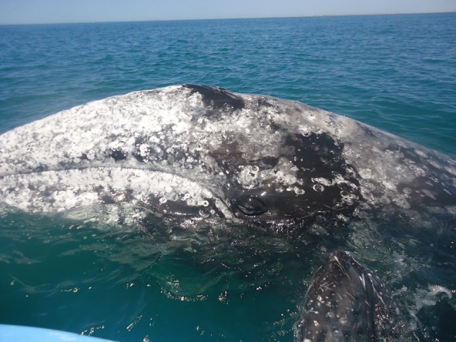 Toca a la ballena gris